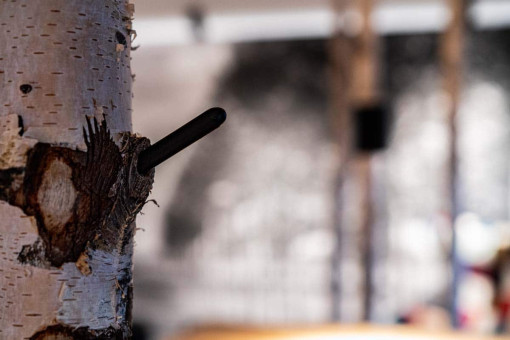 May Landschaftsbau - Büroeinrichtung - Feldkirchen 17 Ein schwarzer Stift steckt in der Rinde eines Birkenbaums, im Hintergrund schemenhaft eine dekorative Wandgestaltung.