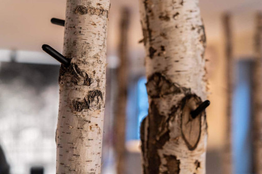 May Landschaftsbau - Büroeinrichtung - Feldkirchen 15 Zwei Birkenstämme stehen im Vordergrund, mit schwarzen Stiften in die Rinde gesteckt. Hintergründe unscharf.